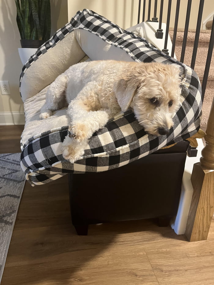 Every time we pick up her bed to vacuum she insists on testing out the ...