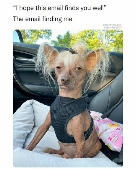 Best 30 Chinese Crested Dog Fun On 9gag