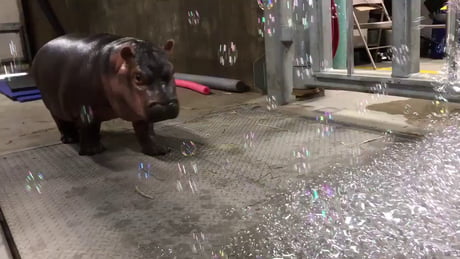 What are bubbles? This baby hippo isn't sure!