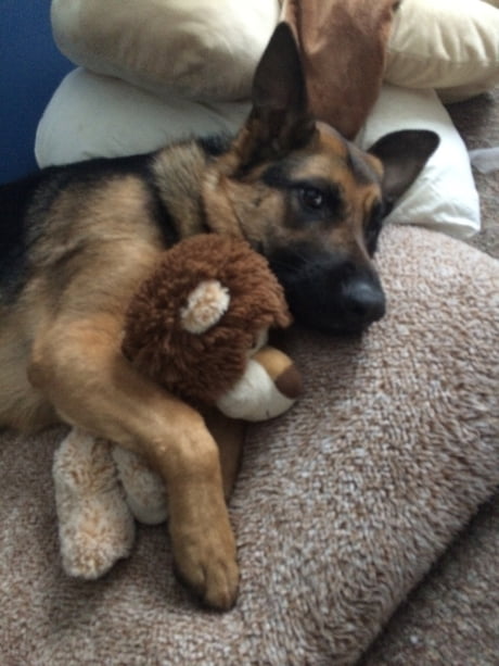 are german shepherds good cuddlers