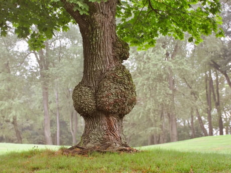 Best Funny tree Memes - 9GAG