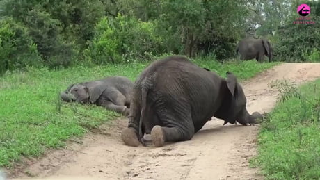 Drunken elephants really do exist, and their chaotic behavior is hilarious. Thanks to fermented marula fruit (which has an alcohol content similar to that of beer), these gentle giants end up getting drunk.