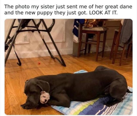 Funny Great Dane Memes Why You Should Think Twice About Great Danes