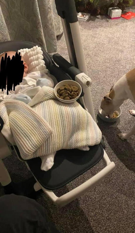 Their dog wasn’t eating well after they brought their baby home. The dog kept taking food to the living room. Someone suggested the dog might be 'feeding' the baby since the baby wasn't visibly eating. They tried giving the baby a bowl of food at the same time, and it worked!