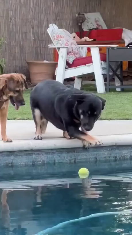 Paw force