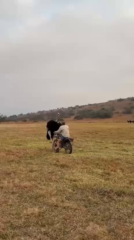 Ostrich got humbled.