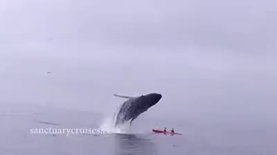 Whale uses body slam...