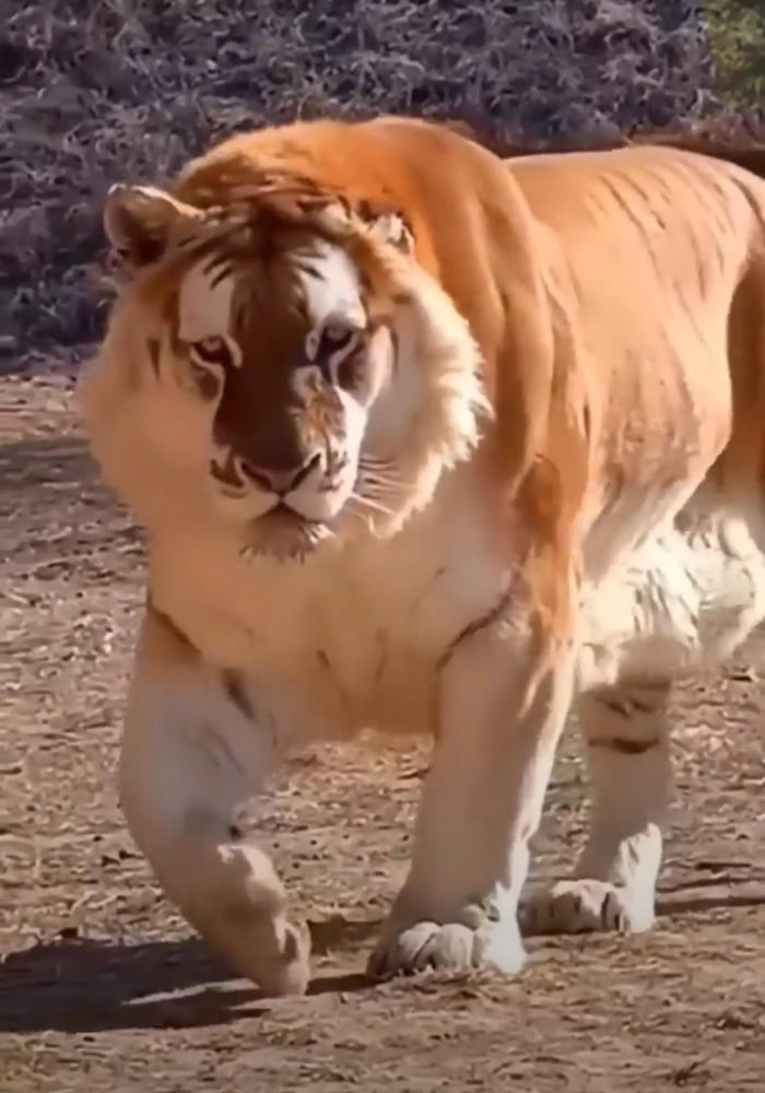Liger Fun Behold the mighty Liger - 9GAG