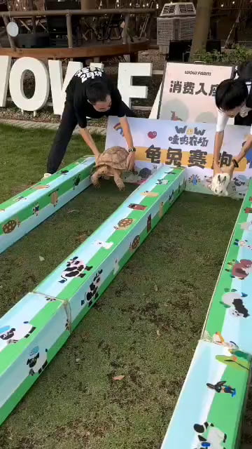 The tortoise also wins in real life