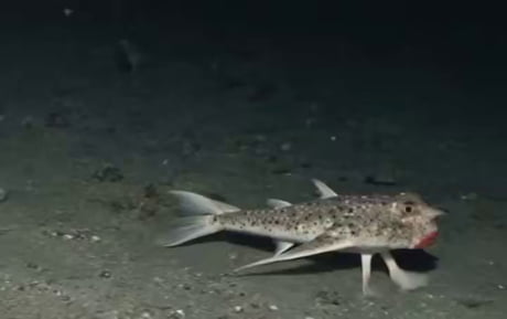 The red-lipped batfish or Galápagos batfish (Ogcocephalus darwini) is a fish of unusual morphology found around the Galápagos Islands at depths of 3 to 76 m (10 to 249 ft).