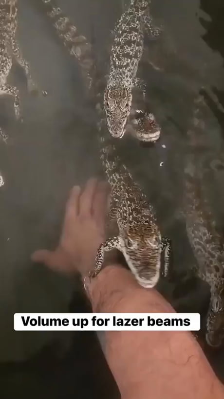 Baby Gator, Doo-doo-doo-doo-doo-doo