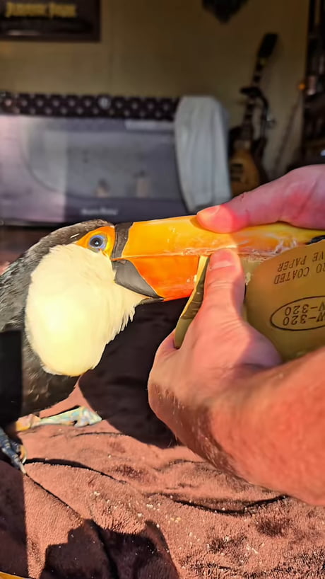 Restoring (gently) a Tuscan beak