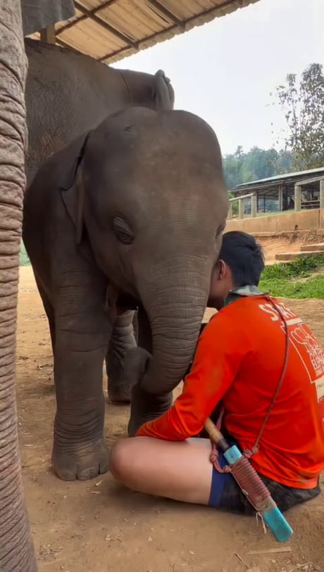 Singing a lullaby to a baby elephant