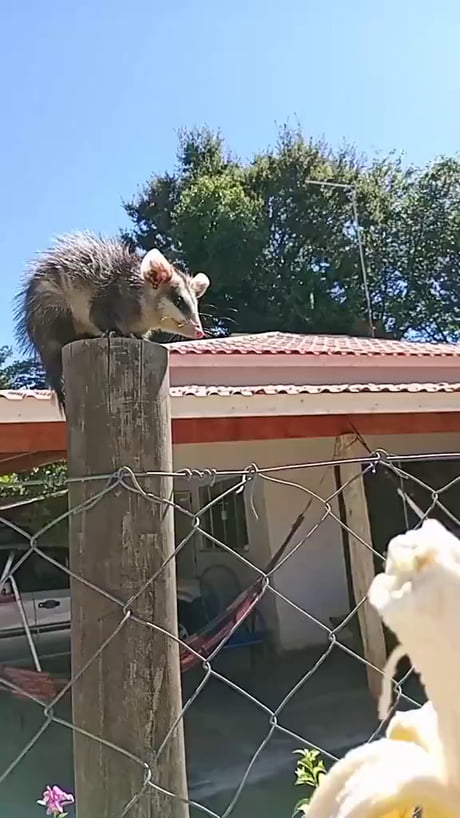 From enemy to fren in one bite