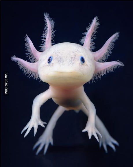 This Is Not A Pokemon This Is Real This Is An Axolotl 9gag