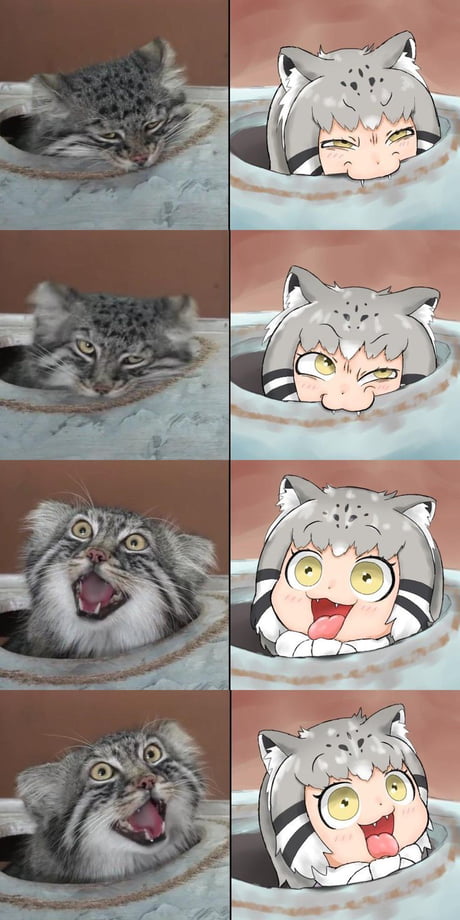 Palus Manul cat anime - 9GAG