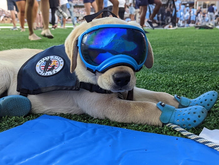College Football Mascot Has Dog Crocs Haha 9GAG college-football-mascot-has-dog-crocs-haha-9gag