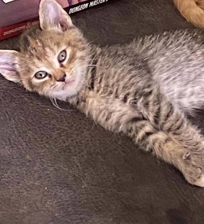 Smol kitten plotting a murder 9gag