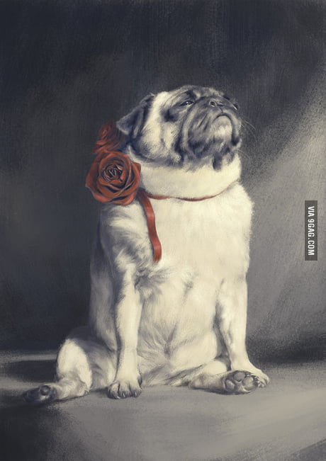 Majestic pug 2024