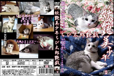 Japanese Cat Porn - Only in Japan...cat videos sold like porn DVD... - 9GAG
