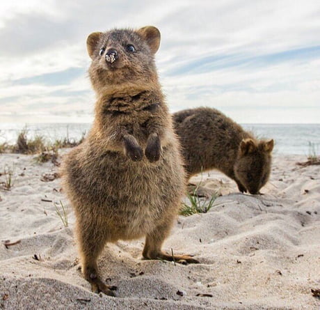 Which is the cutest animal on earth? I begin with the australian quokka -  9GAG