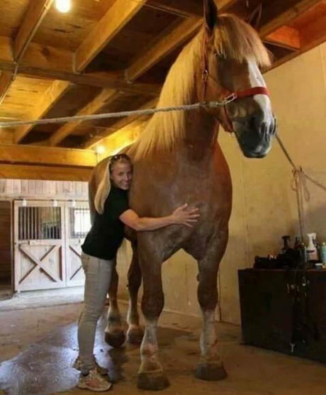 how many hands is the largest horse in the world