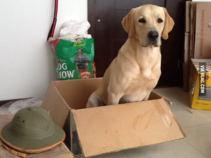 Dogs like boxes too...
