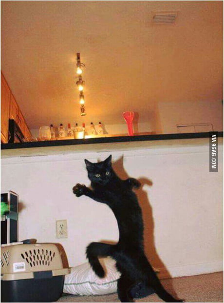 Hola, me llamo Pedro, eres muy guapa, ¿ quieres bailar flamenco ? ?? -  9GAG