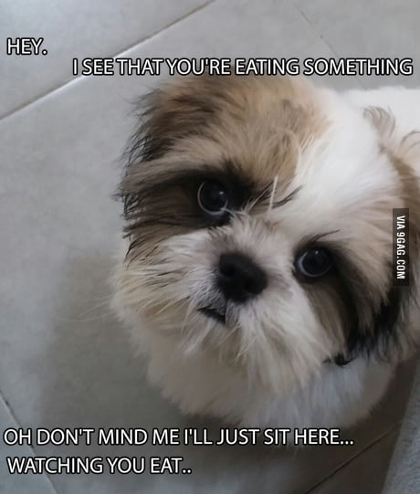 why-does-my-dog-look-at-me-when-i-eat