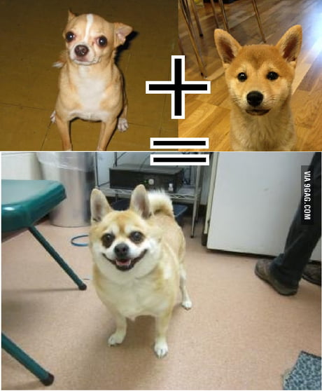 Such Hate Much Angry When I Search Chiwawa And Doge Mix 9gag