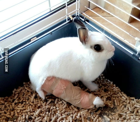 So My Bunny Broke Her Leg 9gag