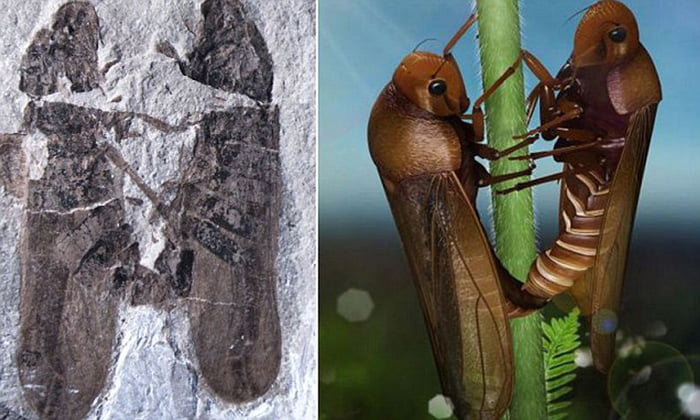 These Insects Fossilized While Having Sex 165 Million Years Ago 9gag 
