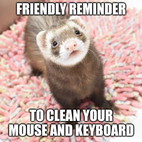 Best Funny ferret Memes - 9GAG