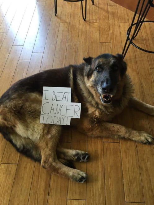 Brave dog beats cancer! Pray for him please