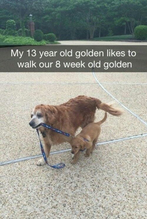 Good boi taking his friend for a walk