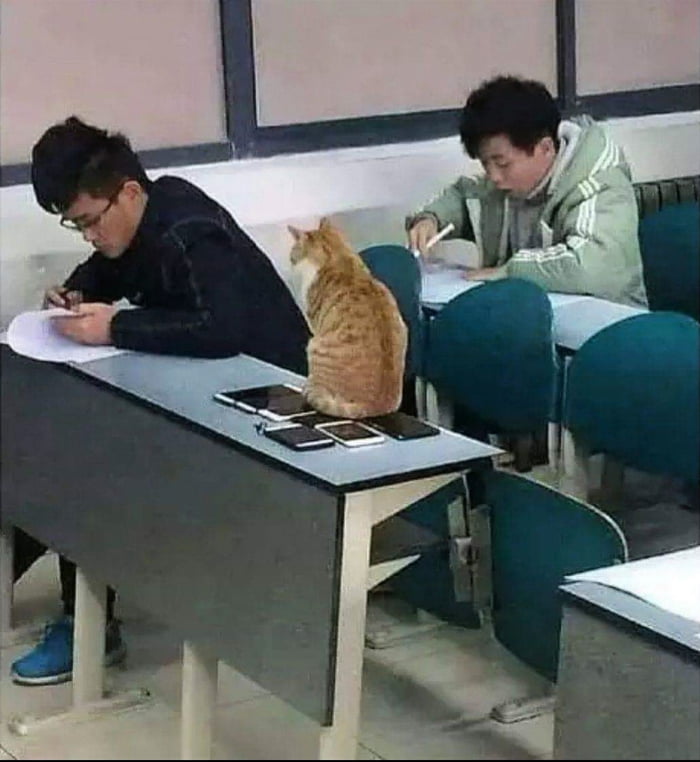 Professor Mc. Gonagall, watching the latest Hogwarts students in OWL (2019).