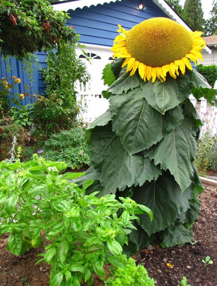 Mongolian giant sunflower
