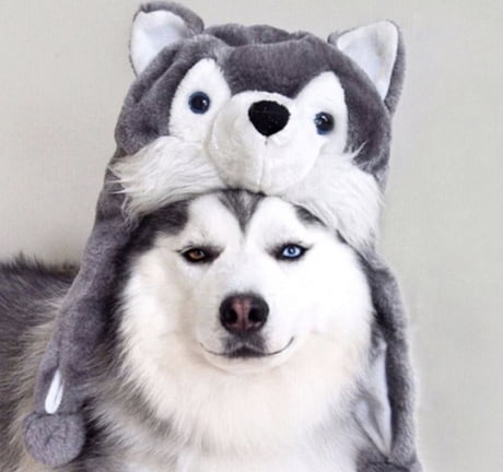 Husky with clearance hat