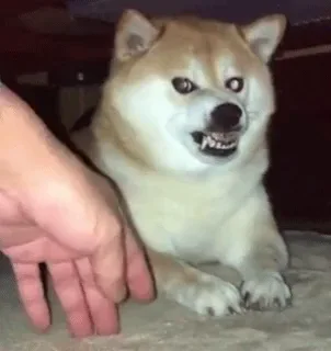 shiba inu angry