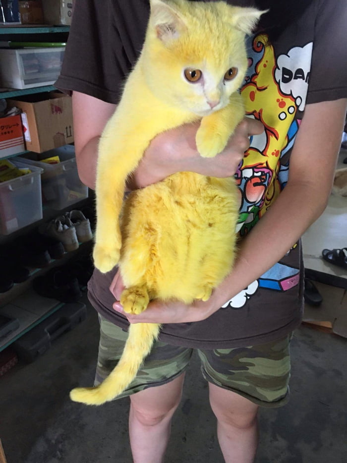 Как выглядят желтые коты Cat Turns Yellow After Receiving Turmeric Remedy For Its Fungal Infection - 9GAG