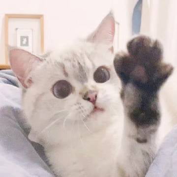 다양한 표정을 가진 고양이 | 인스티즈