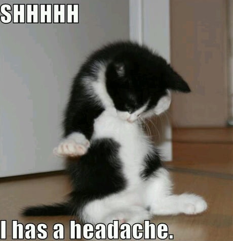 Kitty Cat Has Headache 9gag