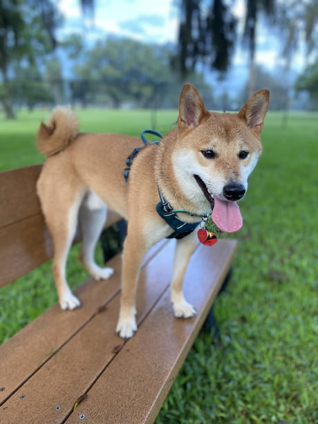 shiba inu habitat