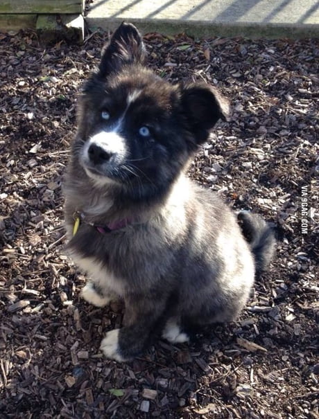 husky cross border collie puppies