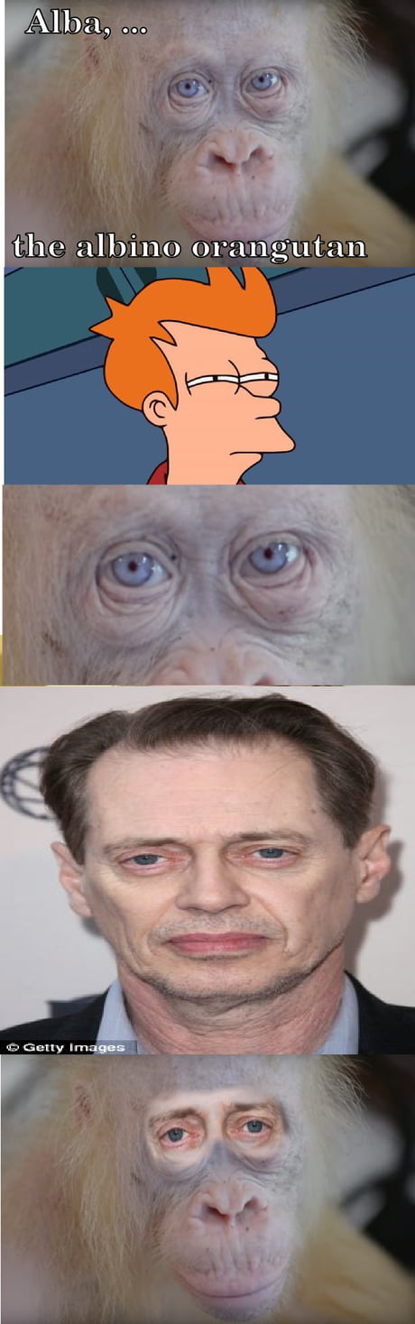 Fixed it. This orangutan looks like Steve Buscemi more than Steve