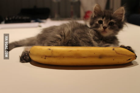 kitten banana