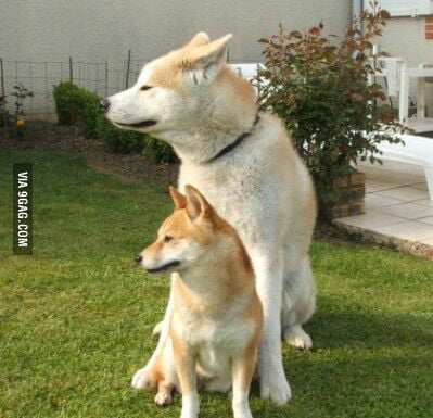 Shiba inu and sale akita inu difference