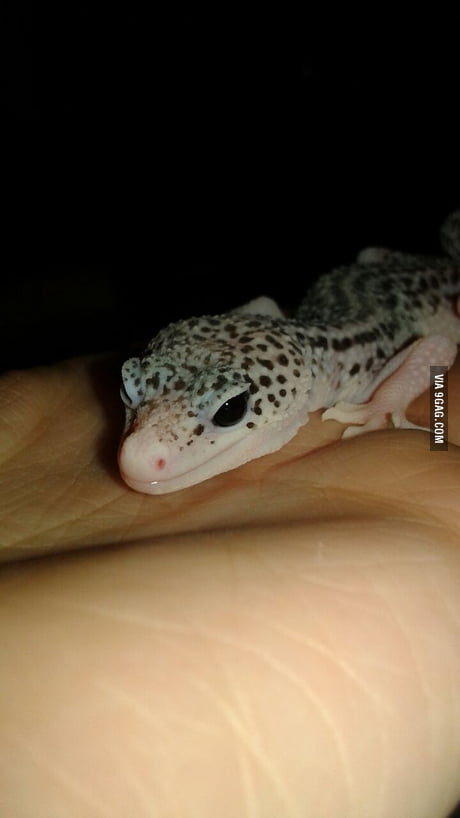 cute baby leopard gecko