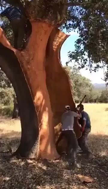 Who knew cork came off trees like this