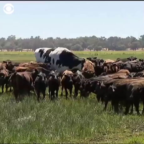 Here is a cow in Australia, a giant Holstein‑Friesian steer standing about 6 ft 4 in tall and weighing around 1.4 tonnes.
